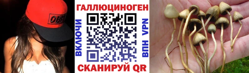 хочу   Агрыз  Псилоцибиновые грибы Psilocybine cubensis 